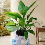 زنبق السلام في اصيص ابيض - مشتل اسكندرية