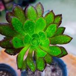 ايونيوم - مشتل اسكندرية