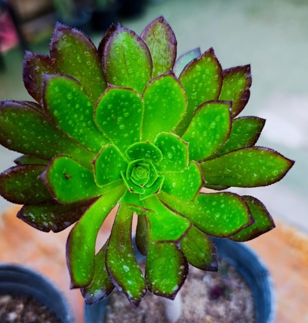 WhatsApp Image 2026-04-03 at 6.11.24 PM (1) ايونيوم - مشتل اسكندرية - الصورة 1