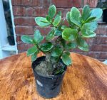 ⁦كراسولا - مشتل اسكندرية⁩ - الصورة ⁦2⁩