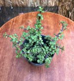 ⁦دمعه الطفل - مشتل اسكندرية⁩ - الصورة ⁦2⁩