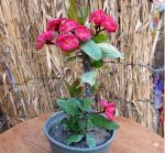 ⁦ايفوربيا بطيخي - مشتل اسكندرية⁩ - الصورة ⁦2⁩