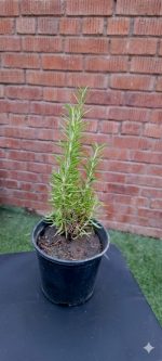 ⁦روز ماري - مشتل اسكندرية⁩ - الصورة ⁦2⁩