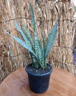 ⁦جلد النمر الاخضر - مشتل اسكندرية⁩ - الصورة ⁦2⁩