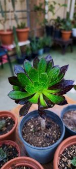 ⁦ايونيوم - مشتل اسكندرية⁩ - الصورة ⁦2⁩