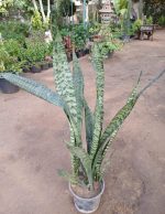 ⁦جلد النمر الاخضر صغير⁩ - الصورة ⁦2⁩