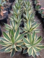 ⁦اجاف قزمي⁩ - الصورة ⁦2⁩