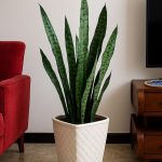 جلد النمر الاخضر صغير