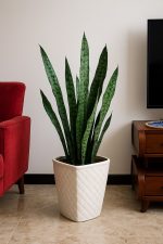 جلد النمر الاخضر صغير