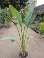 ⁦اوجستا خارجي صغير - متر ونص⁩ - الصورة ⁦2⁩