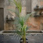 نخيل اريكا خارجي