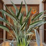 عصفور الجنه جامبو