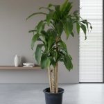 دراسينا ذرة شكل مميز جدا