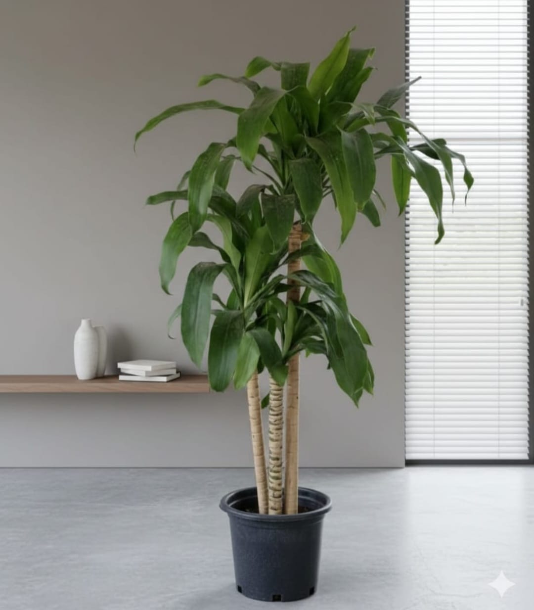 WhatsApp Image 2026-04-04 at 10.59.08 PM دراسينا ذرة شكل مميز جدا - الصورة 1