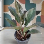 امبريال ريد