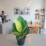 امبريال ليمون