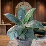 اسباثيفيليم بونجو (حجم وسط )