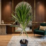 دراسينا 3 هيد