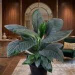 اسباثيفيليم بونجو (حجم كبير)