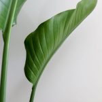 اوجستا خارجي صغير - متر ونص