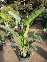 ⁦اوجستا خارجي  كثيف - متر ونص⁩ - الصورة ⁦2⁩