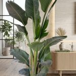 اوجاستا حجم كبير  ممتاز متر ونصف