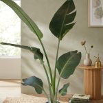 اوجاستا حجم صغيره متر ونصف