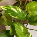 2 بوتس + سنجونيوم  - مشتل اسكندرية