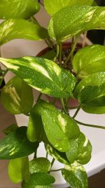 2 بوتس + سنجونيوم  - مشتل اسكندرية