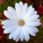 ديمورفاتيكا ابيض - مشتل اسكندرية