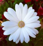 ديمورفاتيكا ابيض - مشتل اسكندرية