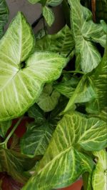 ⁦2 بوتس + سنجونيوم  - مشتل اسكندرية⁩ - الصورة ⁦2⁩