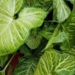 سنجونيوم + سبايدر + فوجير - مشتل اسكندرية