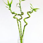 بامبو مقاس 70 سم - مشتل اسكندرية