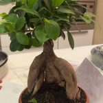 بونساي فيكس - مشتل اسكندرية