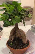 بونساي فيكس - مشتل اسكندرية