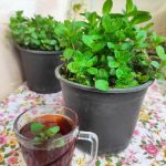 نعناع بلدي - مشتل اسكندرية