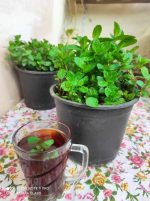 نعناع بلدي - مشتل اسكندرية