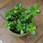 دمعه الطفل - مشتل اسكندرية