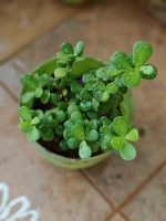 دمعه الطفل - مشتل اسكندرية