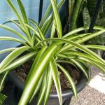 سبايدر  -مشتل اسكندرية