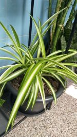 سبايدر  -مشتل اسكندرية