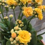 كلانشو اصفر -مشتل اسكندرية