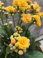 كلانشو اصفر -مشتل اسكندرية