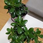 كراسولا - مشتل اسكندرية