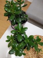 كراسولا - مشتل اسكندرية