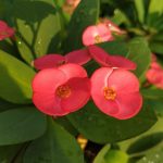 ايفوربيا بطيخي - مشتل اسكندرية