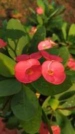 ايفوربيا بطيخي - مشتل اسكندرية