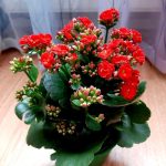 كلانشو احمر -مشتل اسكندرية