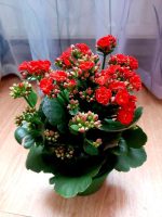 كلانشو احمر -مشتل اسكندرية